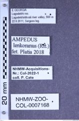 Etiketten zu Ampedus lenkoranus (Reitter, 1889) (NHMW-ZOO-COL-0007168)